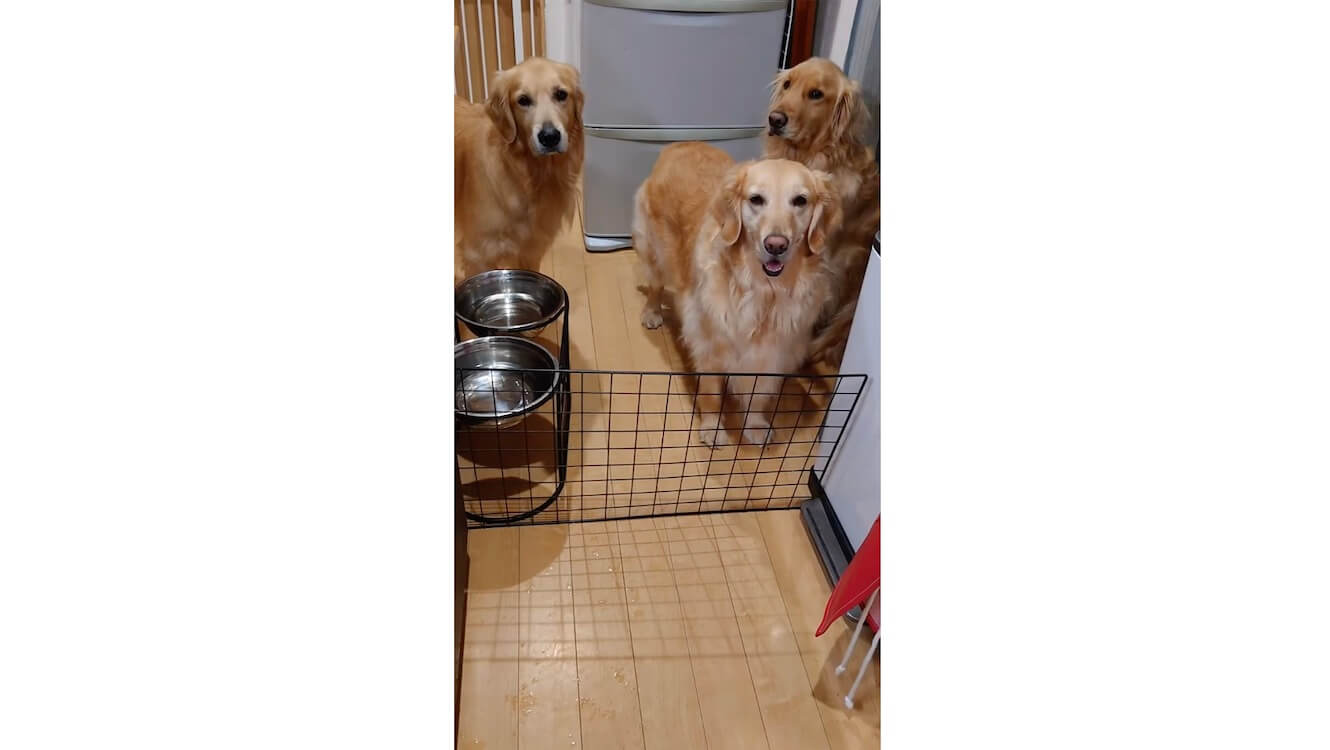 ゴールデンレトリーバー,動画