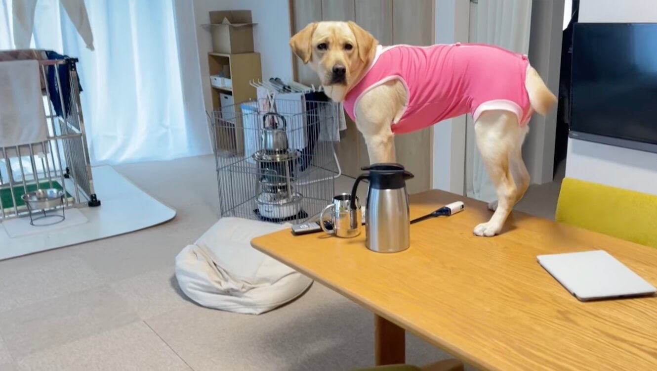 ラブラドールレトリーバー,動画