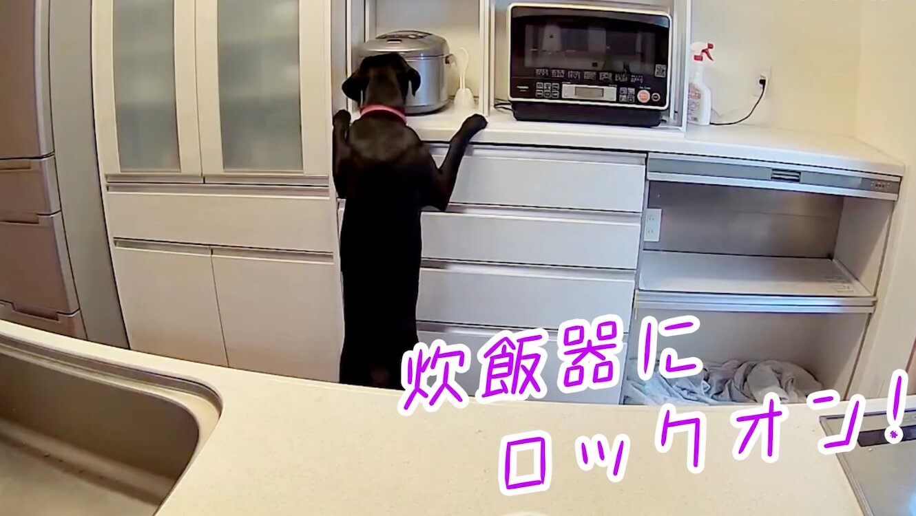 ラブラドールレトリーバー,動画