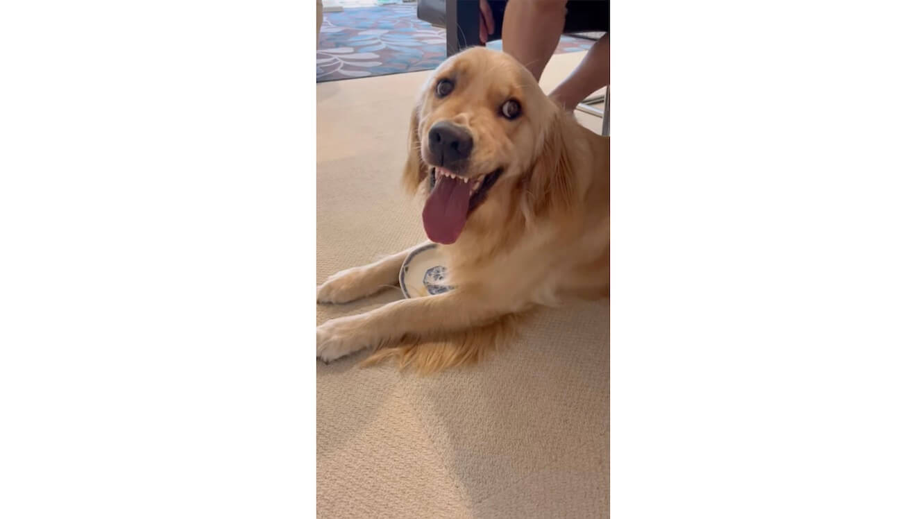 ゴールデンレトリーバー,動画