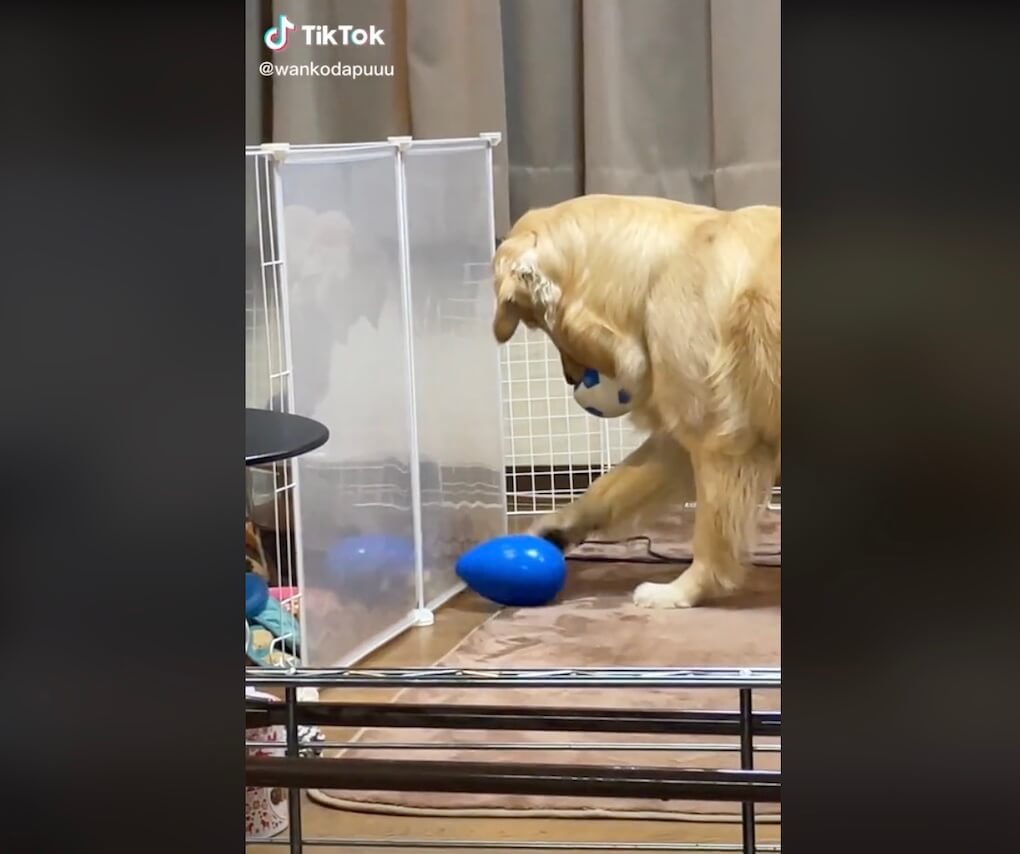 ゴールデンレトリーバー,動画