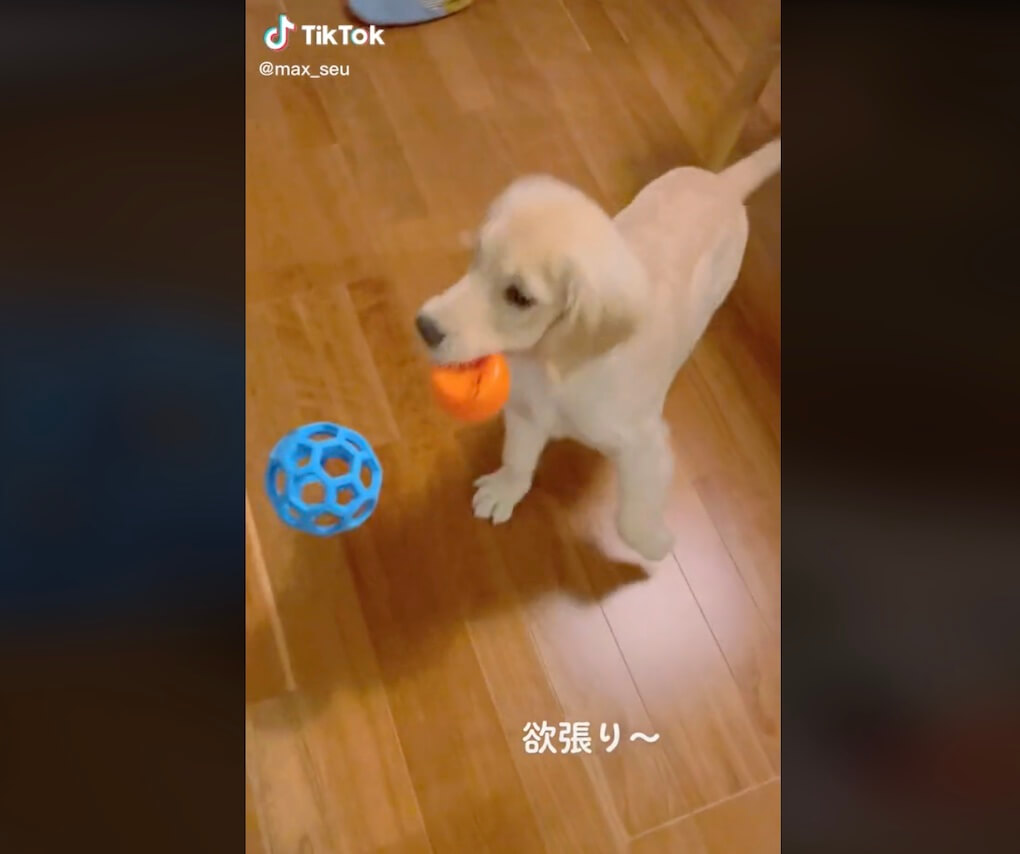 ゴールデンレトリーバー,動画