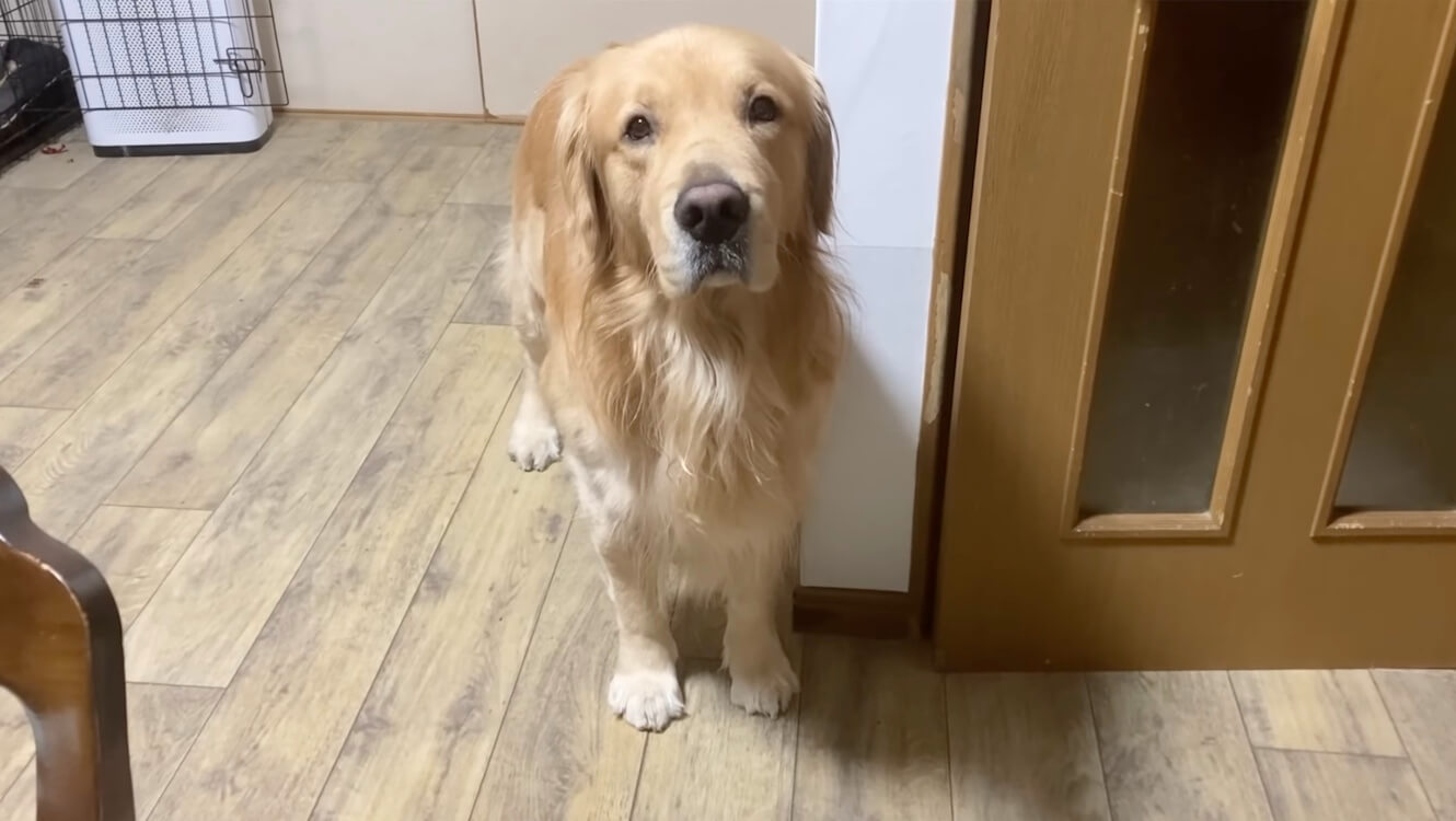 ゴールデンレトリーバー,動画