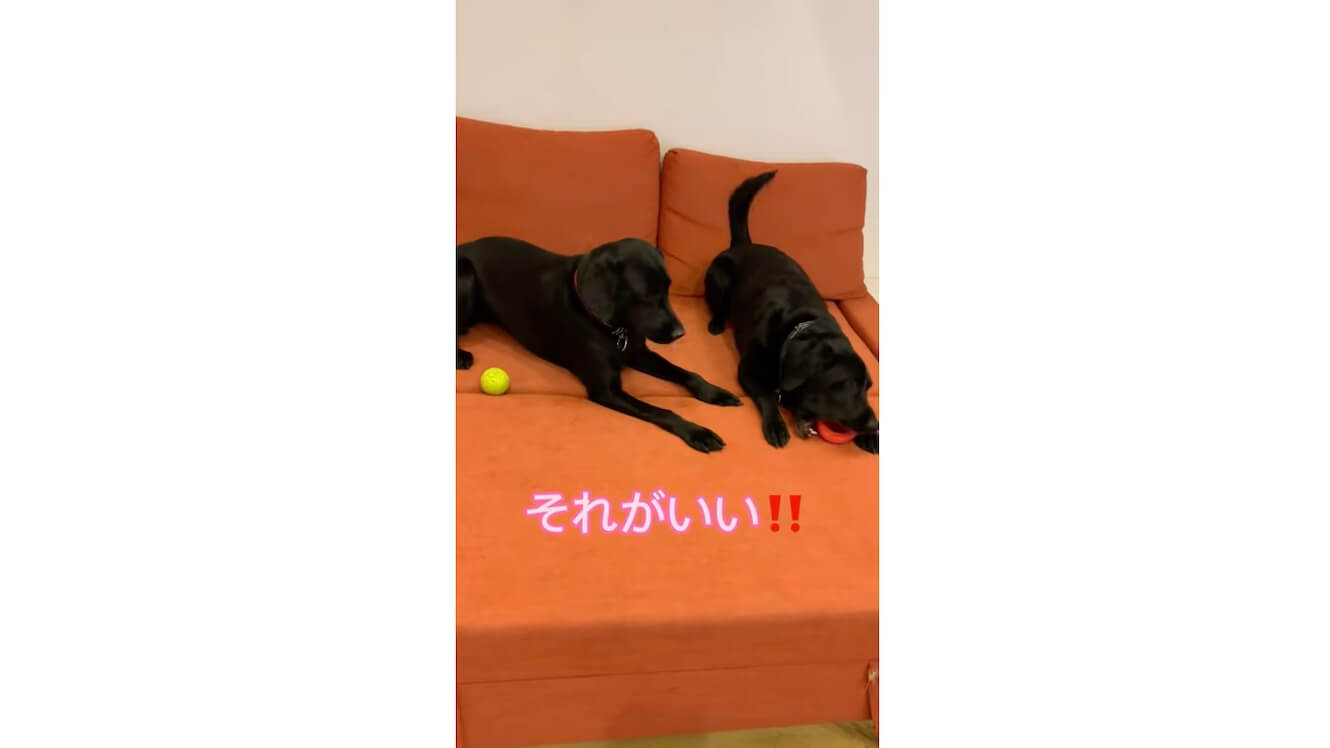 ラブラドールレトリーバー,動画