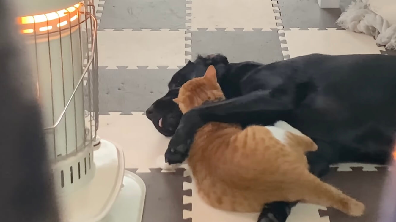 ラブラドールレトリーバー,動画