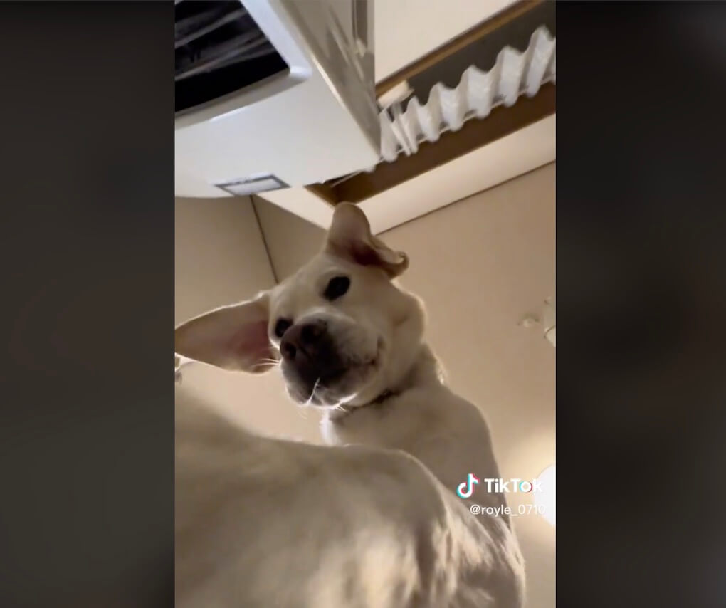 ラブラドールレトリーバー,動画