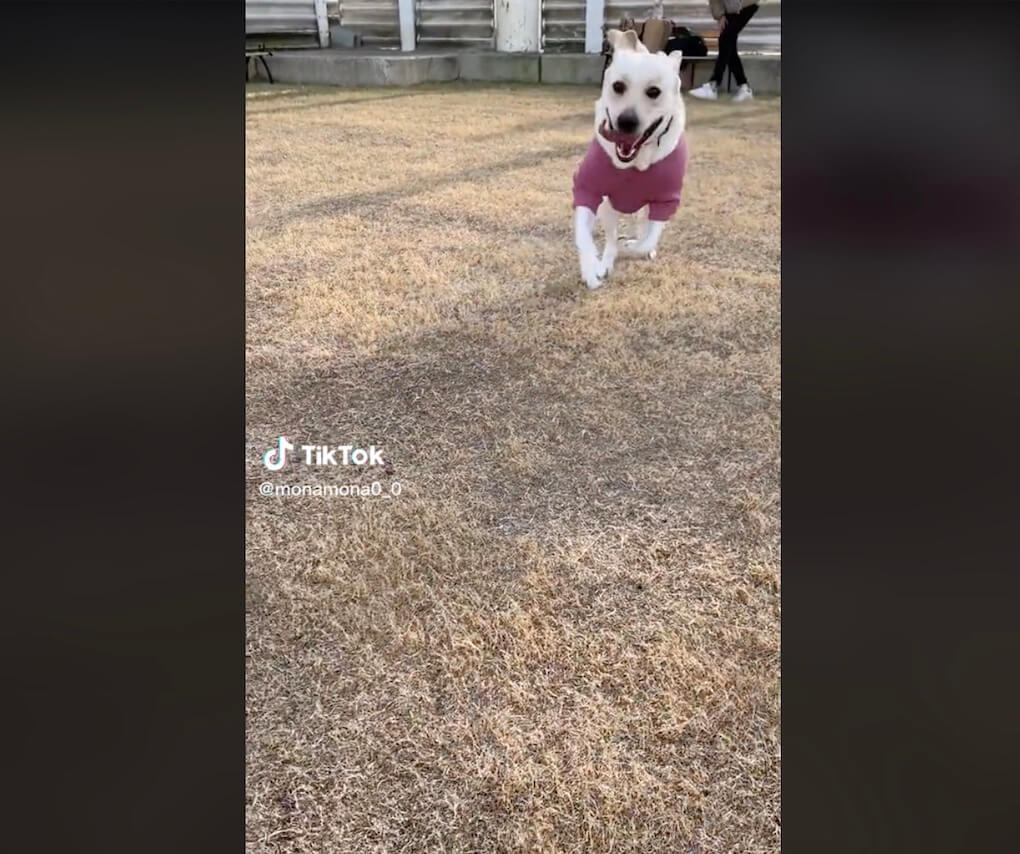 ラブラドールレトリーバー,動画