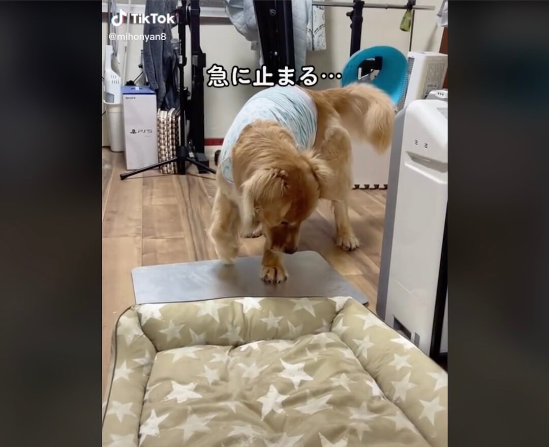 ゴールデンレトリーバー,動画