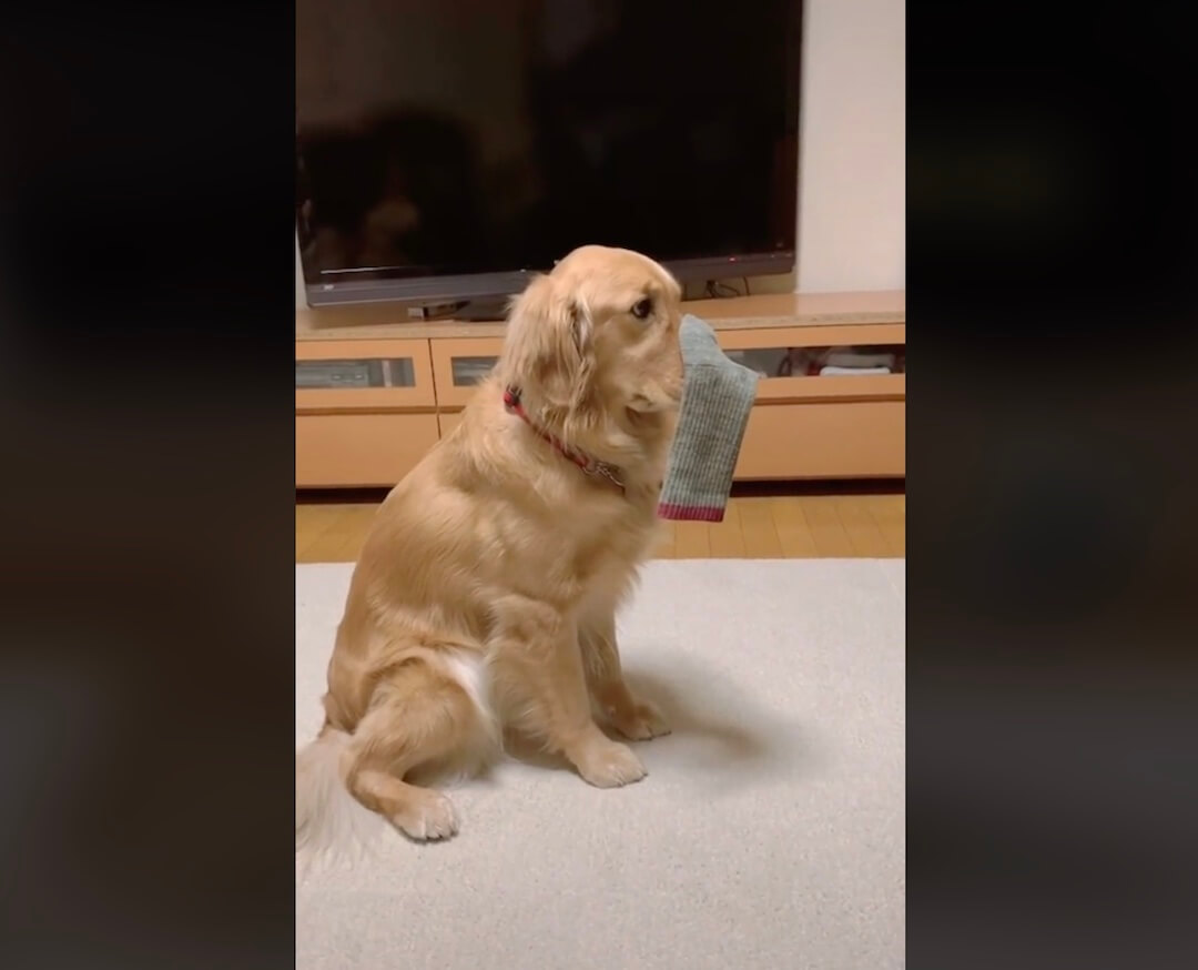 ゴールデンレトリーバー,動画