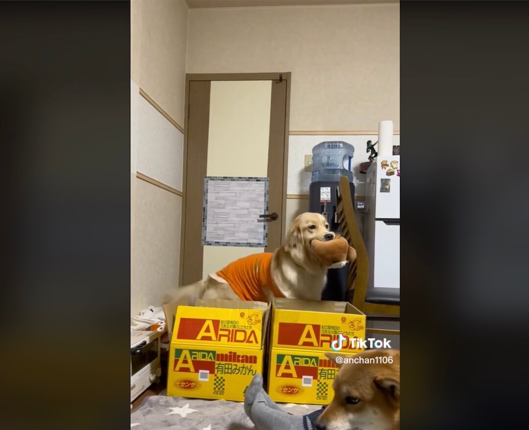 ゴールデンレトリーバー,動画