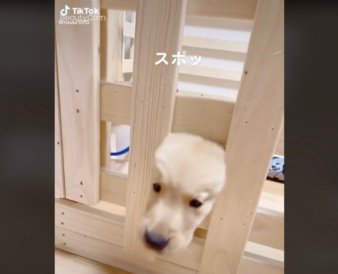 ゴールデンレトリーバー,動画