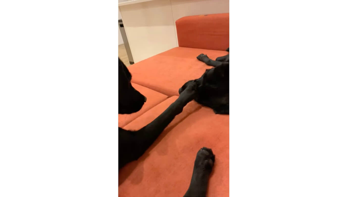 ラブラドールレトリーバー,動画