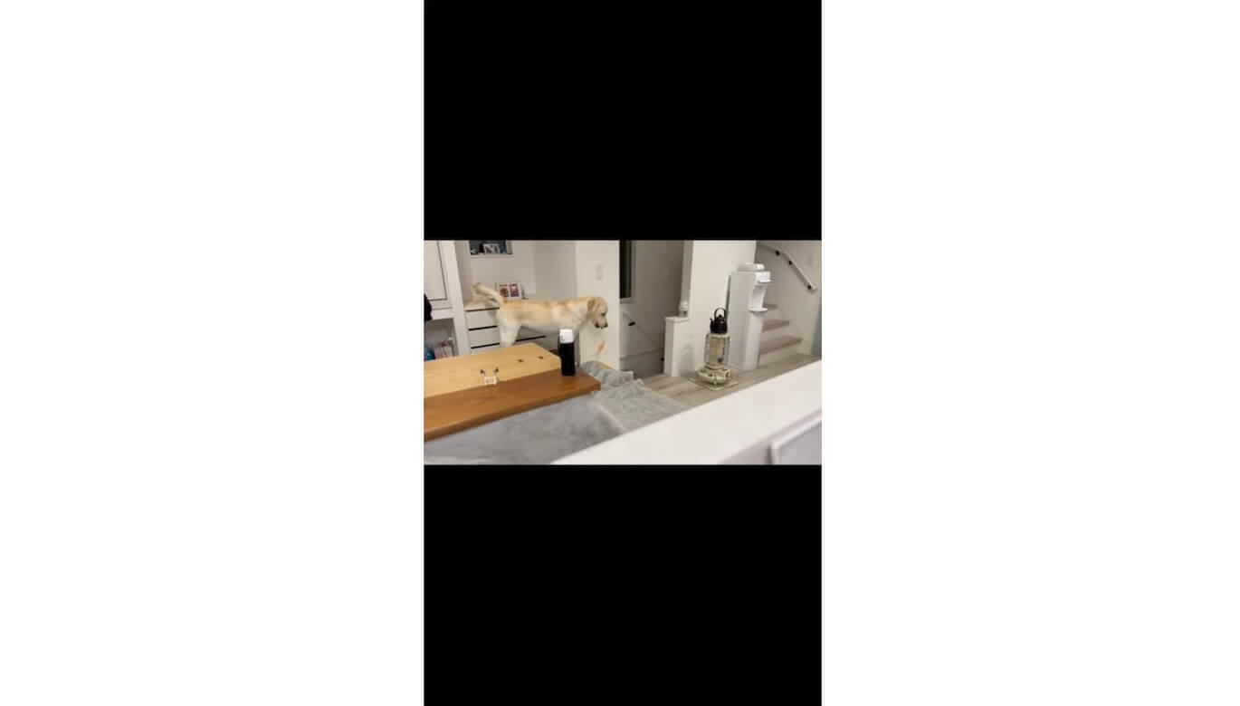 ラブラドールレトリーバー,動画