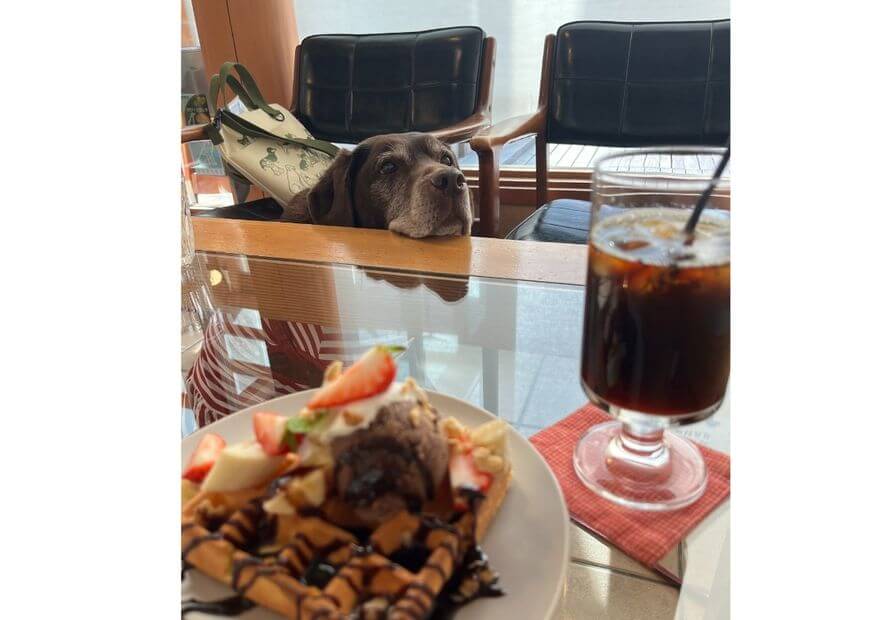 ドッグカフェ
