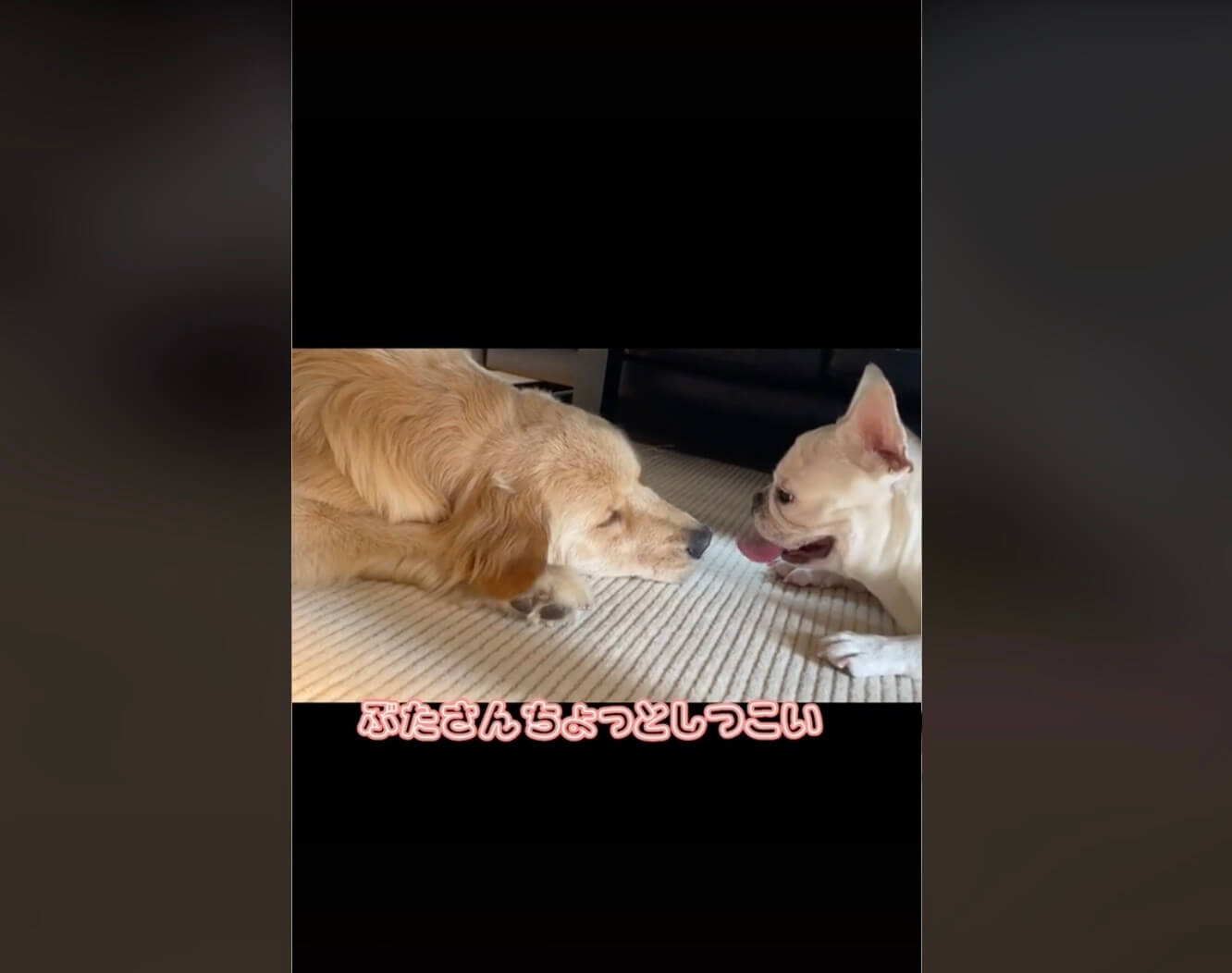 ゴールデンレトリーバー,動画