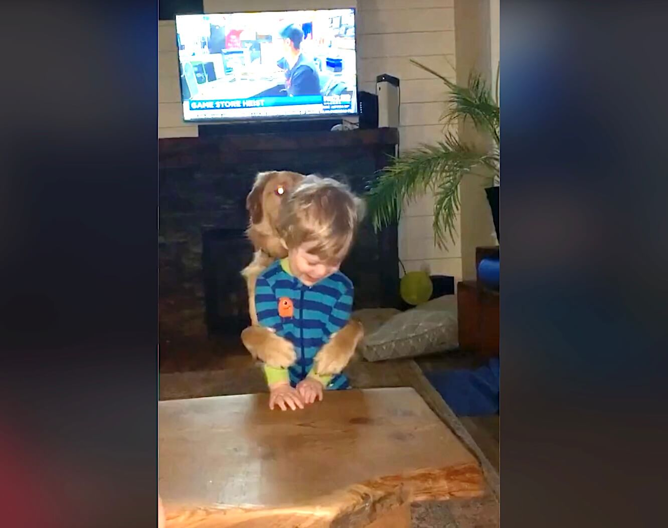 ゴールデンレトリーバー,動画