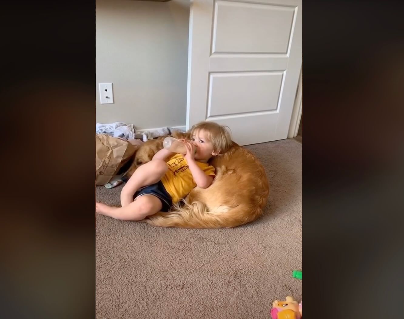 ゴールデンレトリーバー,動画