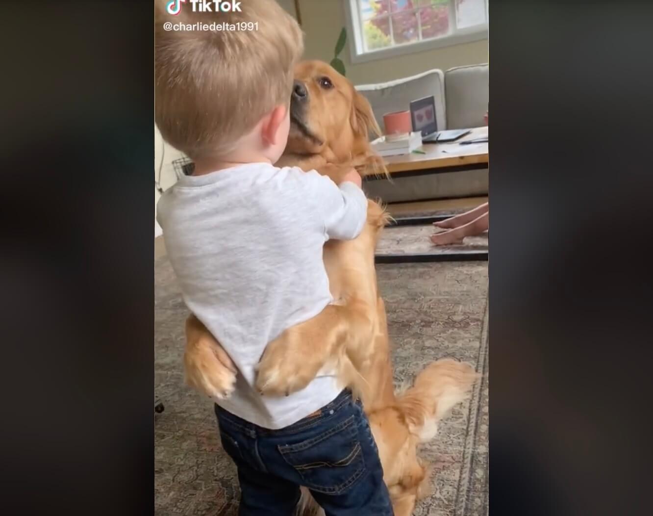 ゴールデンレトリーバー,動画