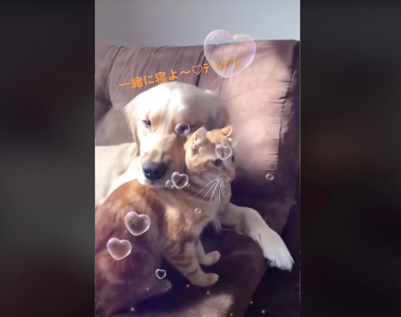 ゴールデンレトリーバー,動画