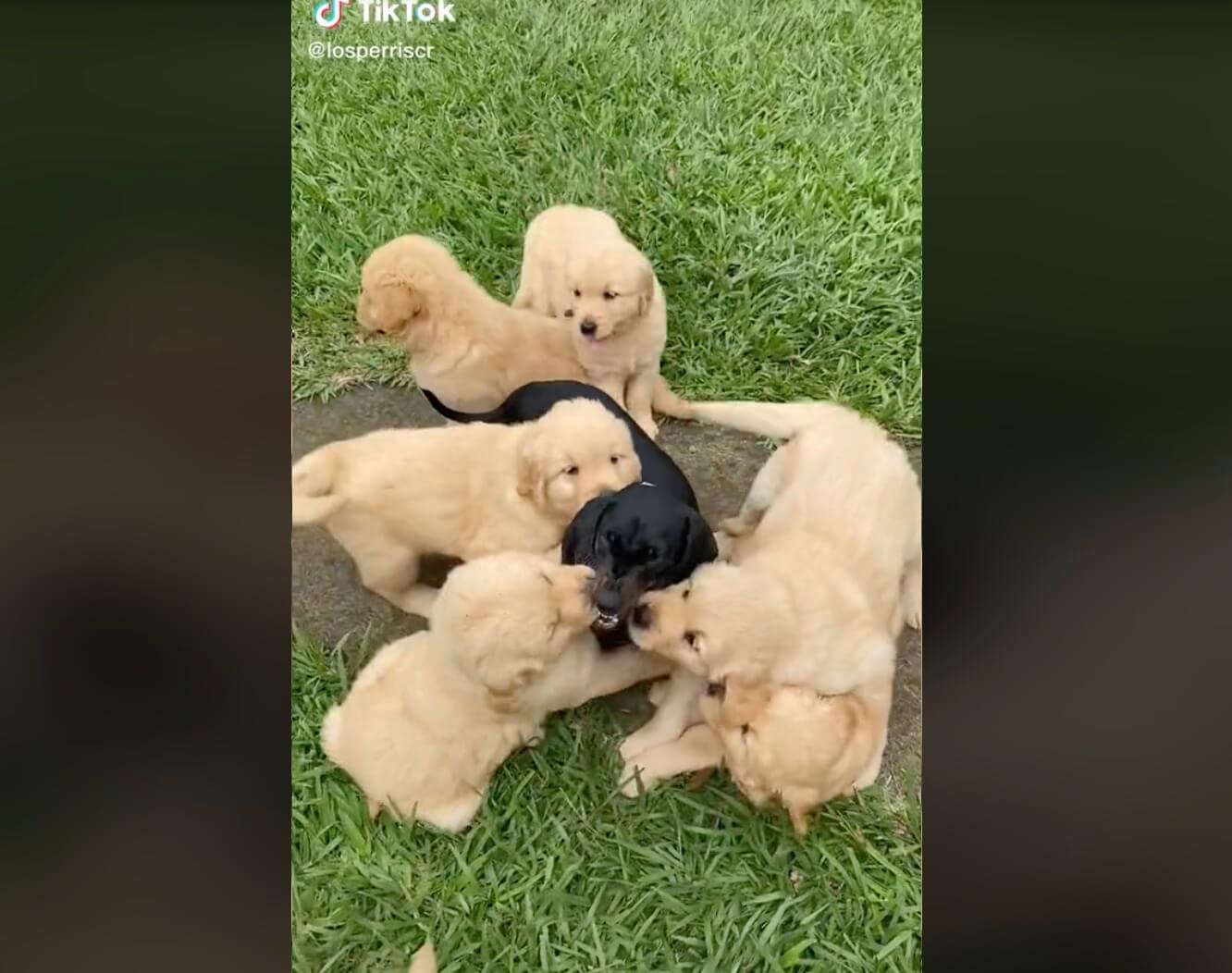 ゴールデンレトリーバー,動画