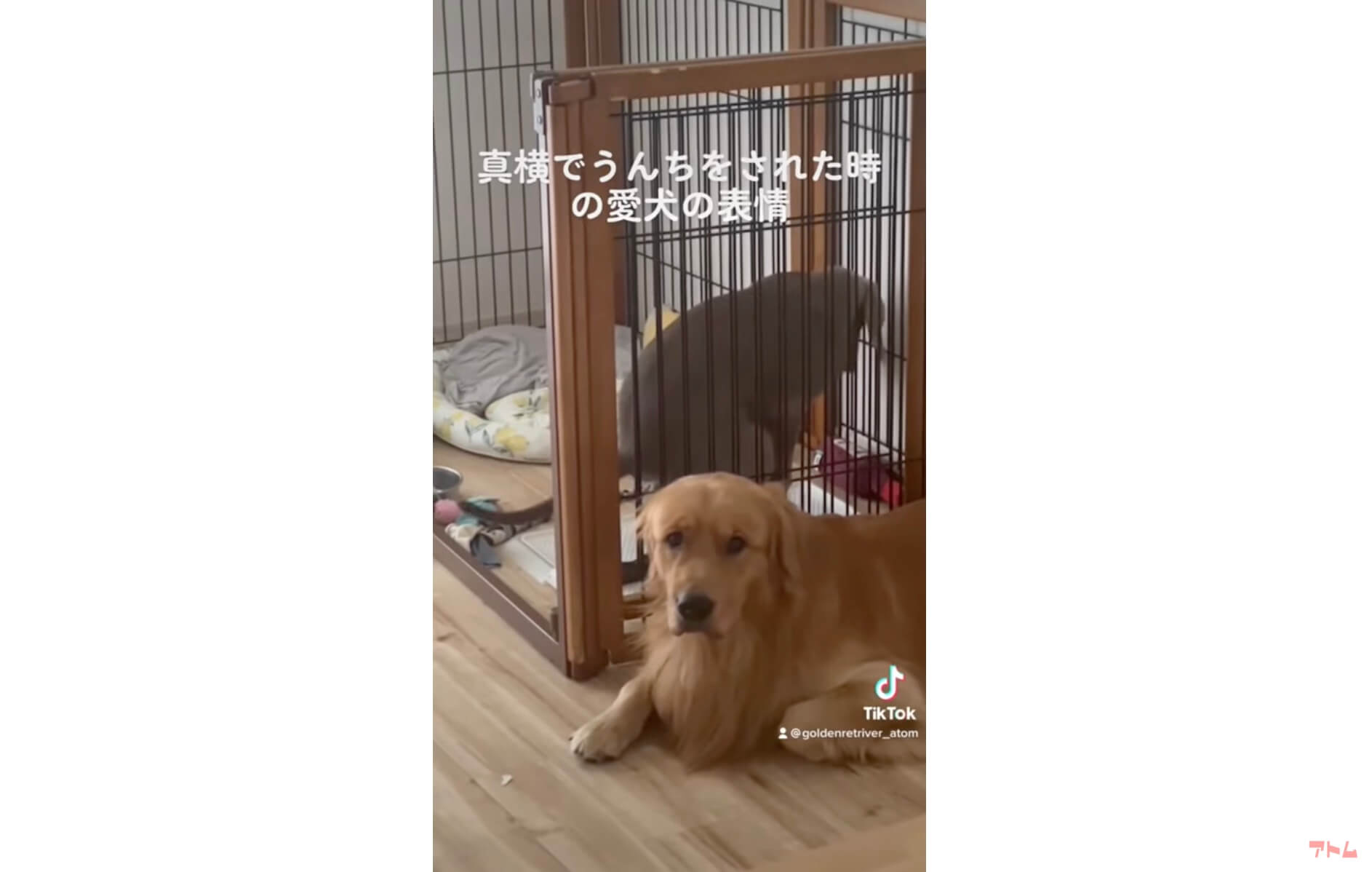 ゴールデンレトリーバー,動画