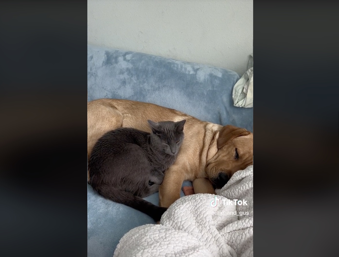 ラブラドールレトリーバー,動画