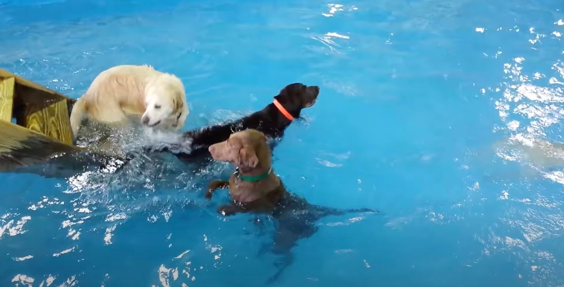 ラブラドールレトリーバー,動画