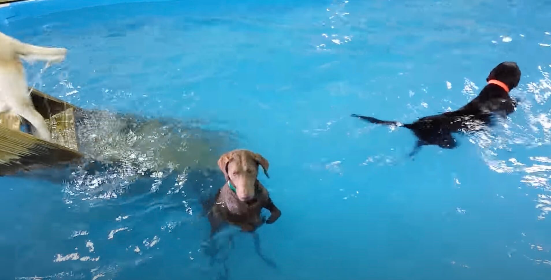 ラブラドールレトリーバー,動画