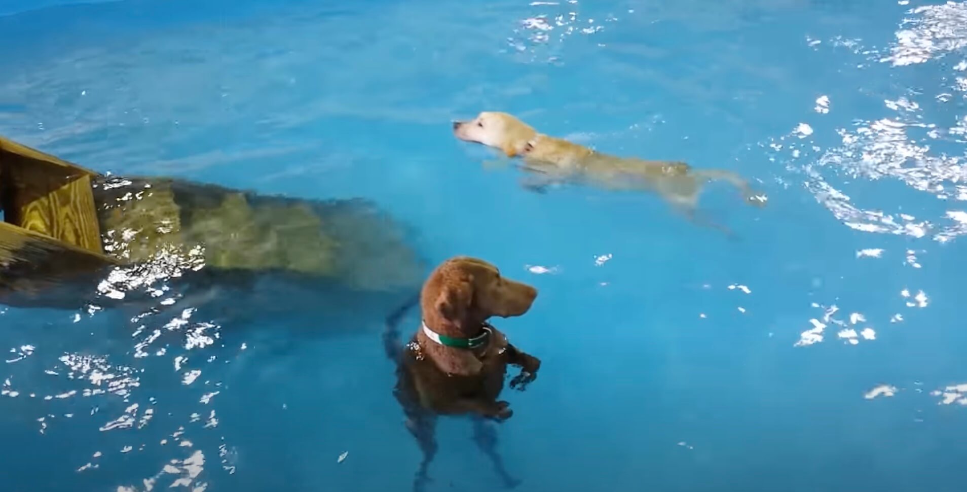 ラブラドールレトリーバー,動画