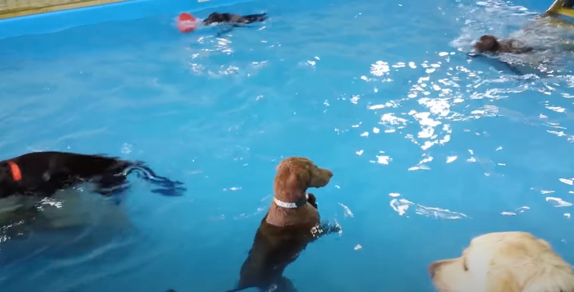 ラブラドールレトリーバー,動画