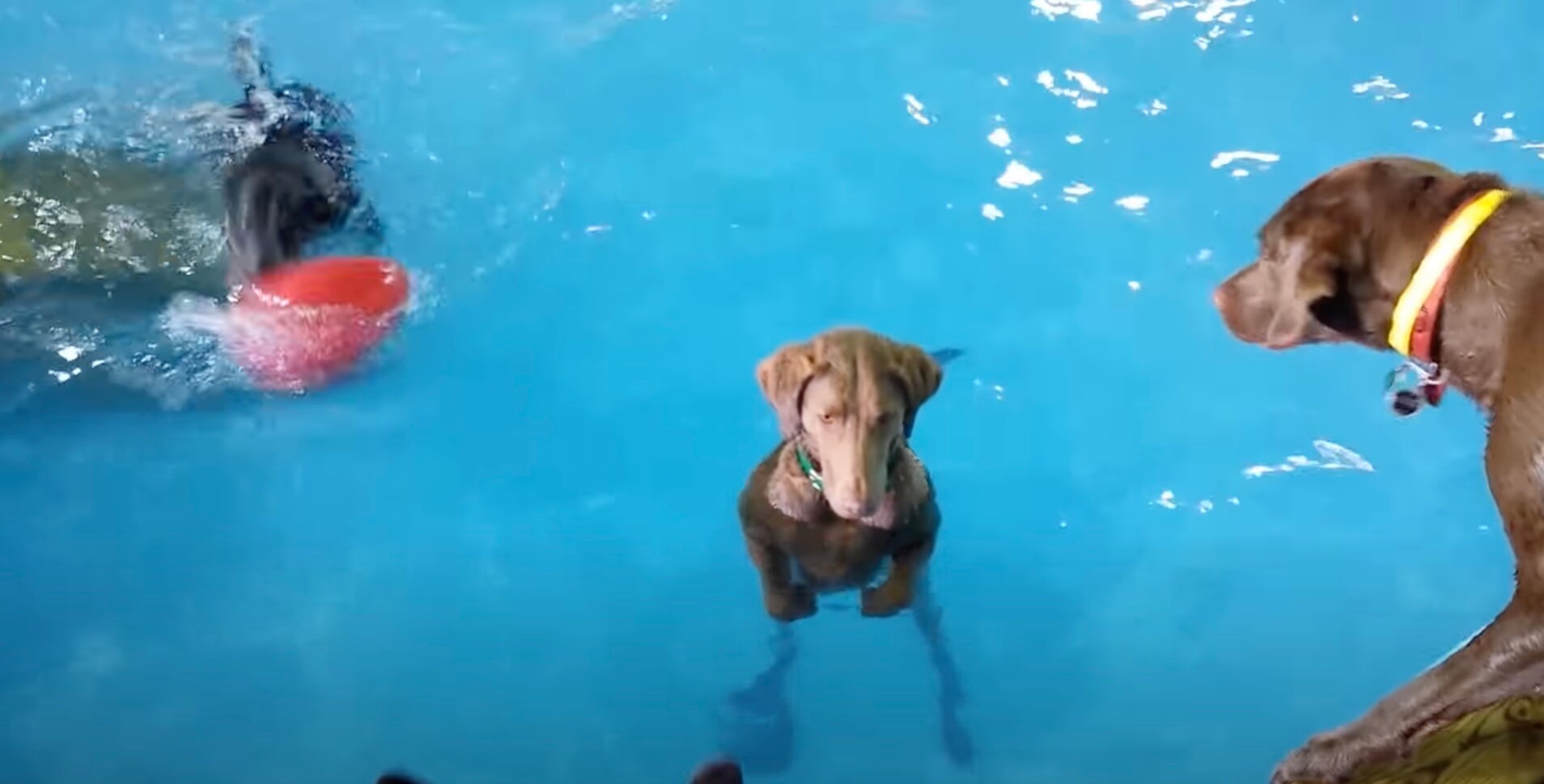 ラブラドールレトリーバー,動画