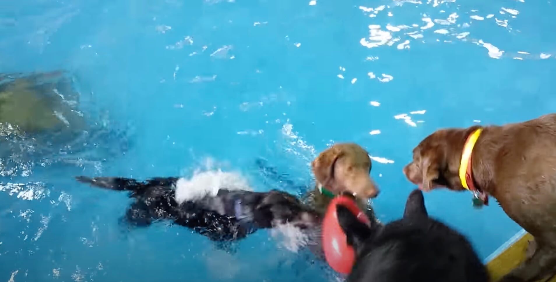 ラブラドールレトリーバー,動画