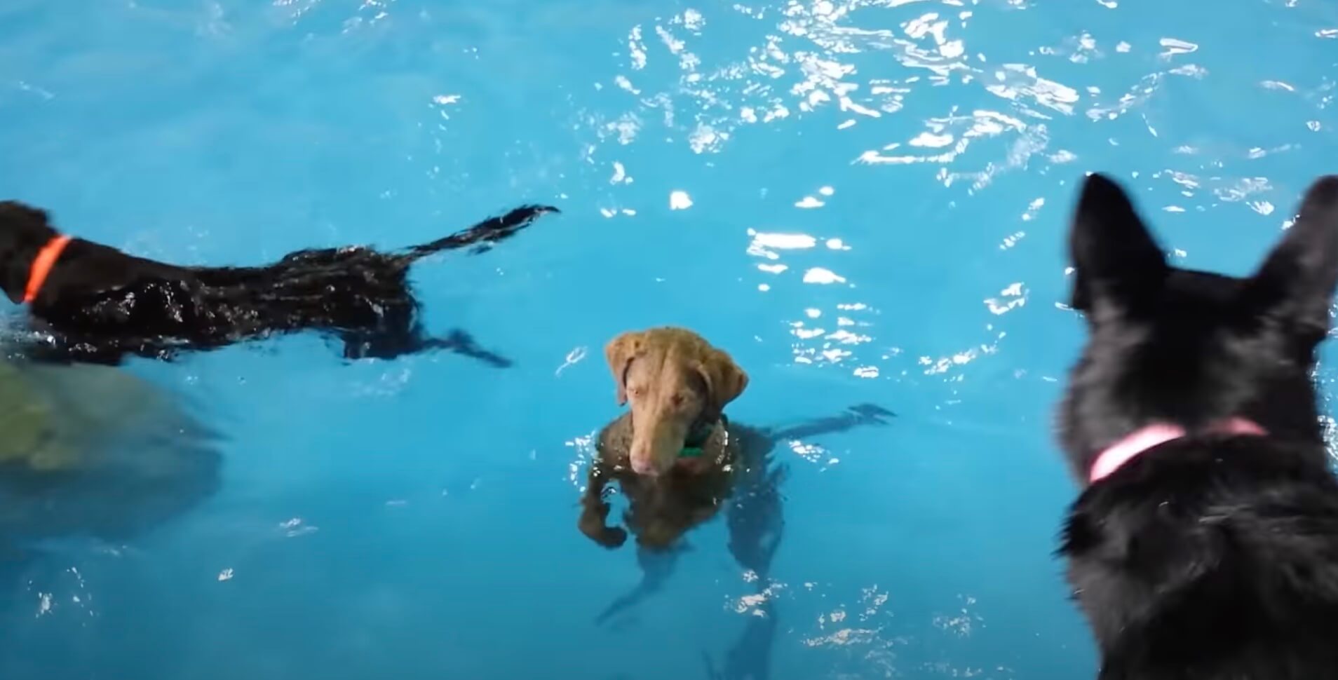 ラブラドールレトリーバー,動画