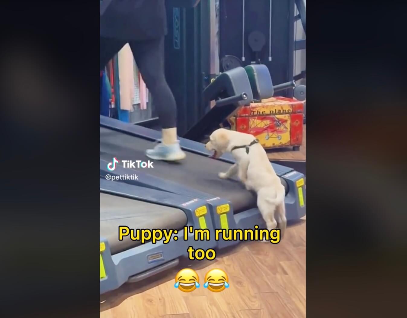 ラブラドールレトリーバー,動画