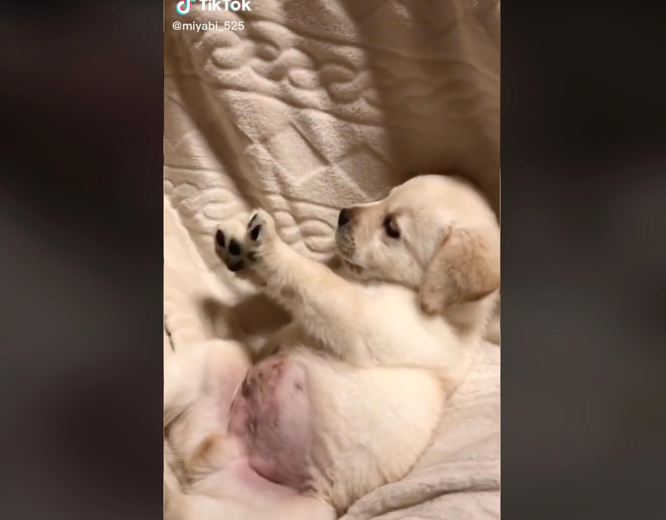 ラブラドールレトリーバー,動画