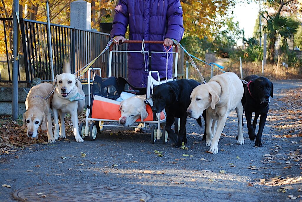 散歩をするラブラドール・レトリーバー