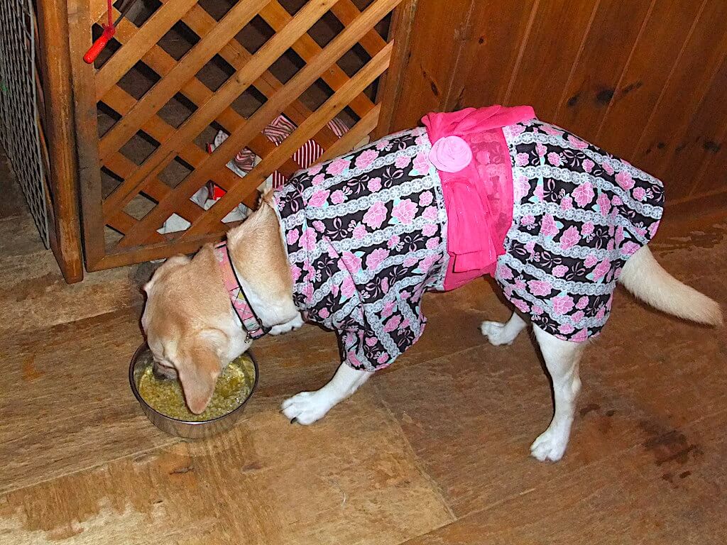 ラブラドール・レトリーバー