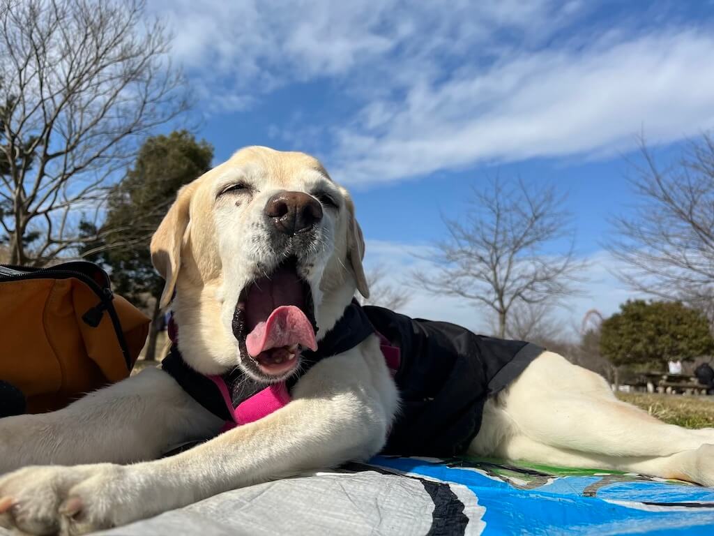 ゴールデン・レトリーバー