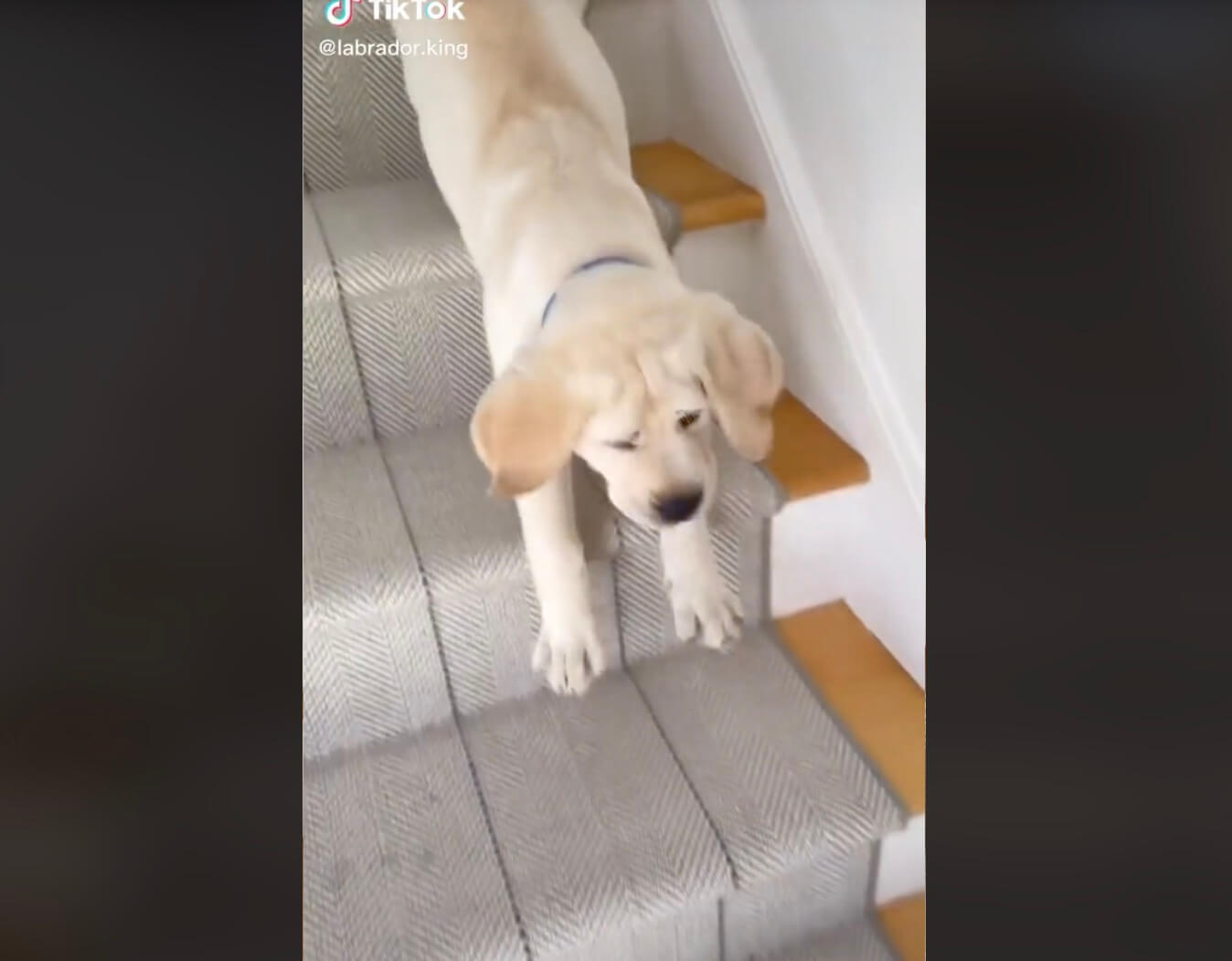 ラブラドールレトリーバー,動画