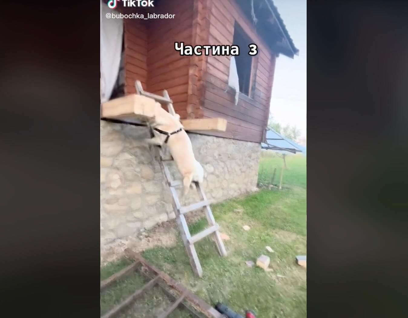 ラブラドールレトリーバー,動画