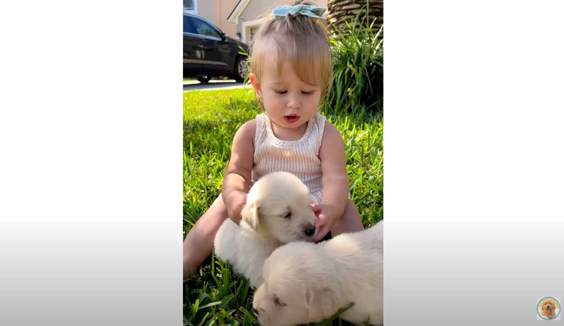 ゴールデンレトリーバー,動画