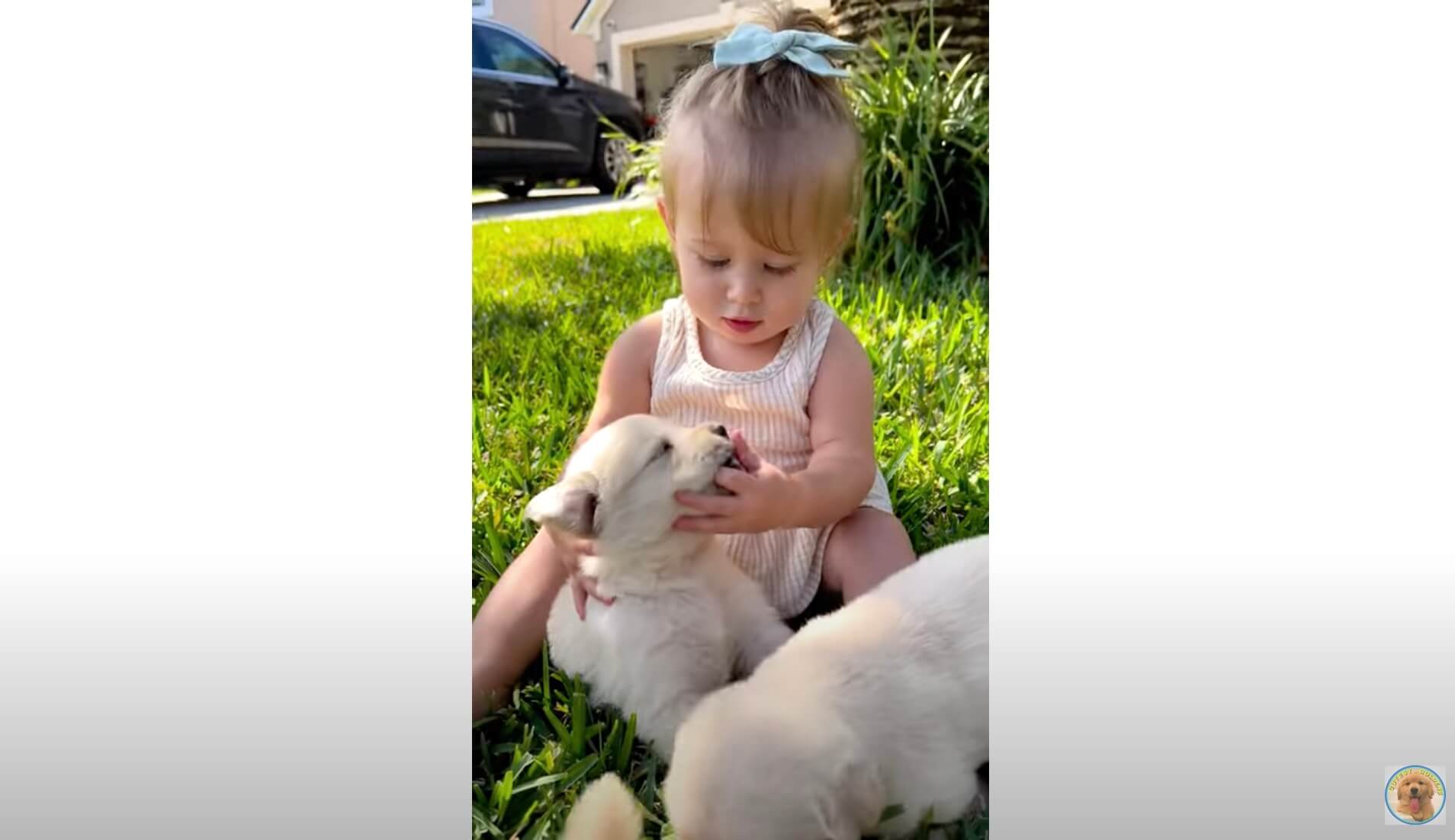 ゴールデンレトリーバー,動画