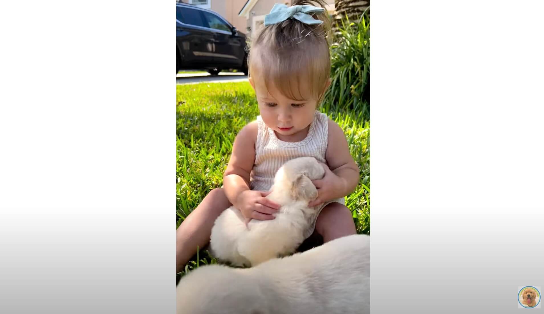 ゴールデンレトリーバー,動画