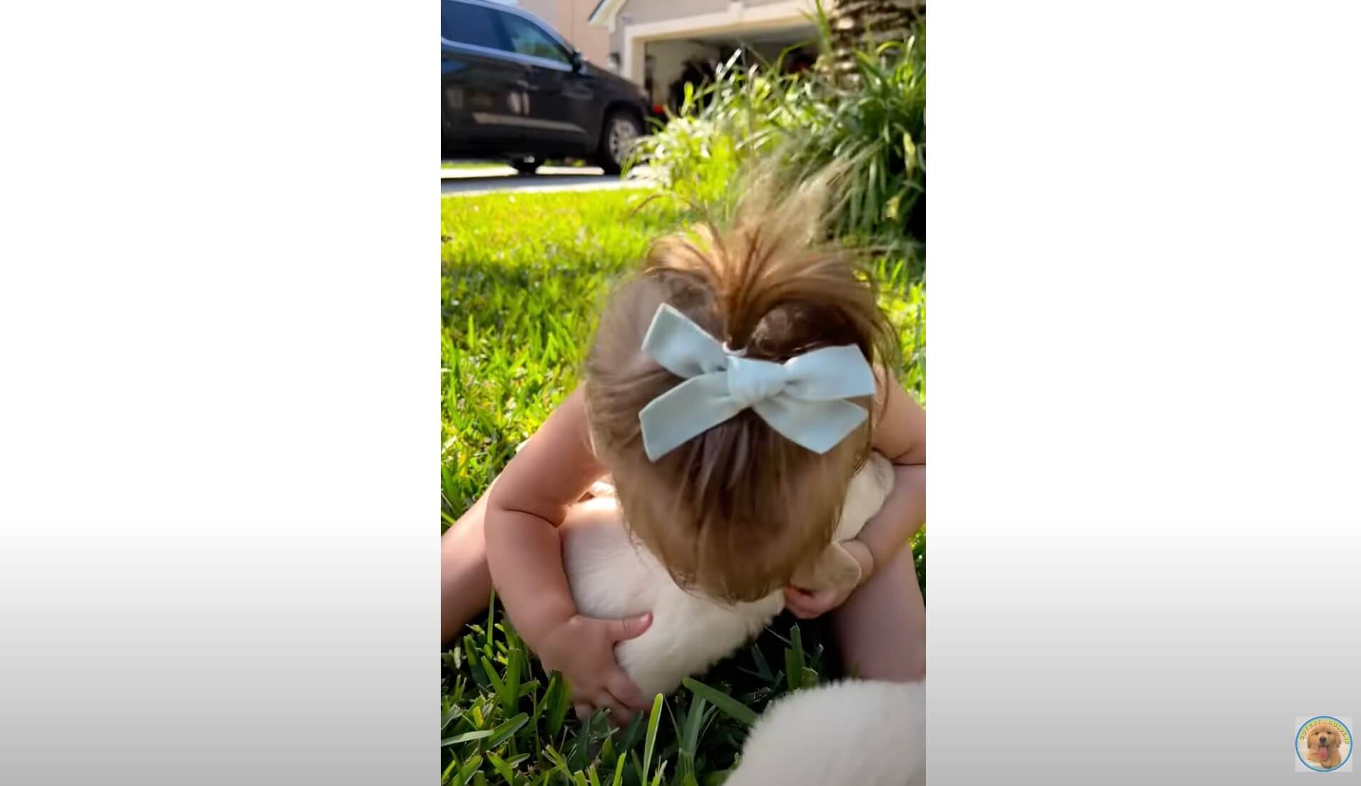 ゴールデンレトリーバー,動画