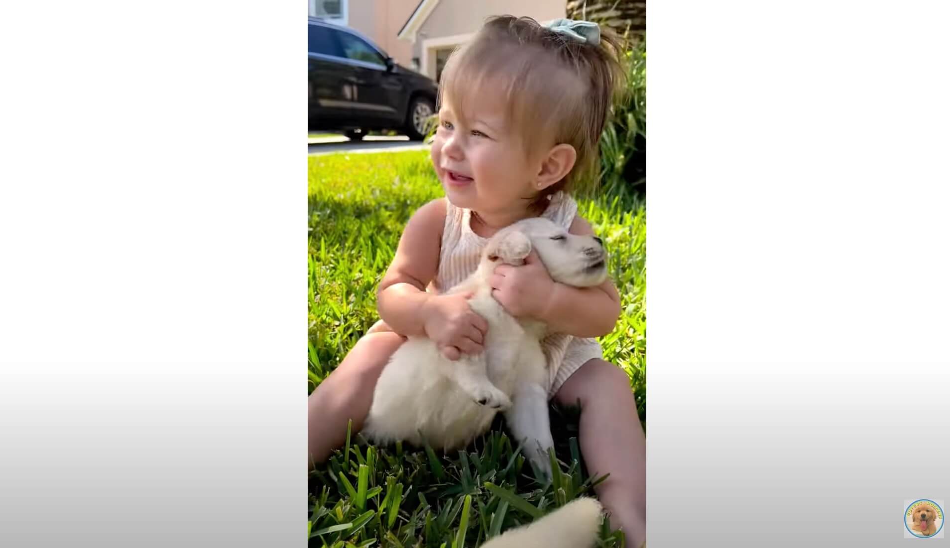 ゴールデンレトリーバー,動画