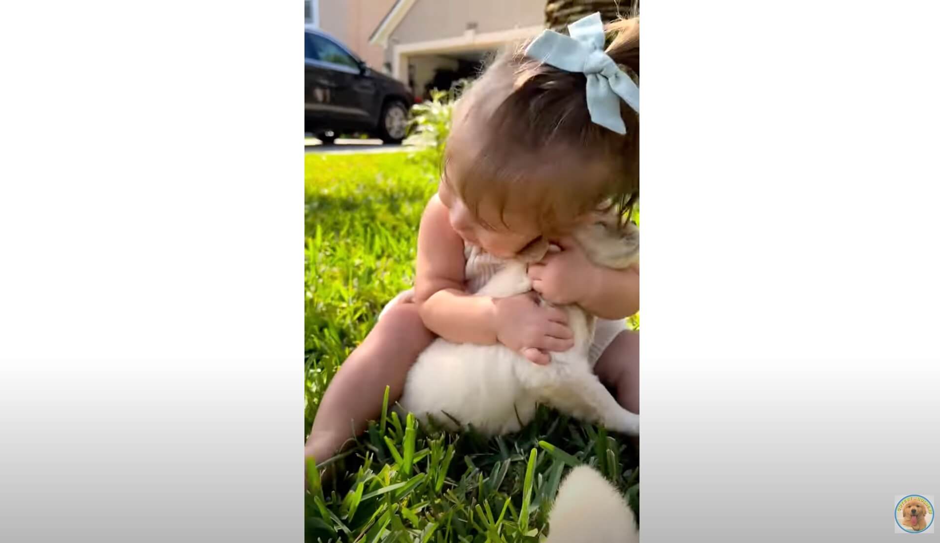 ゴールデンレトリーバー,動画