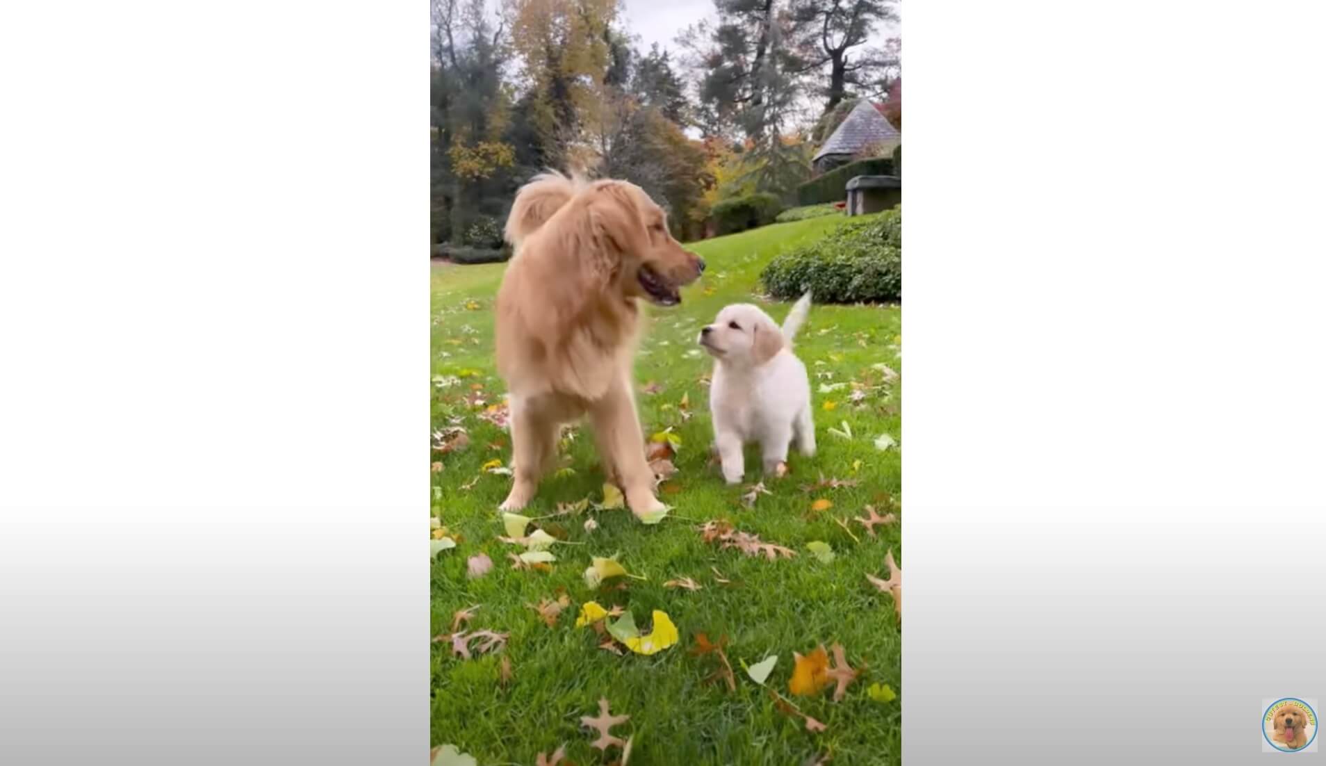 ゴールデンレトリーバー,動画