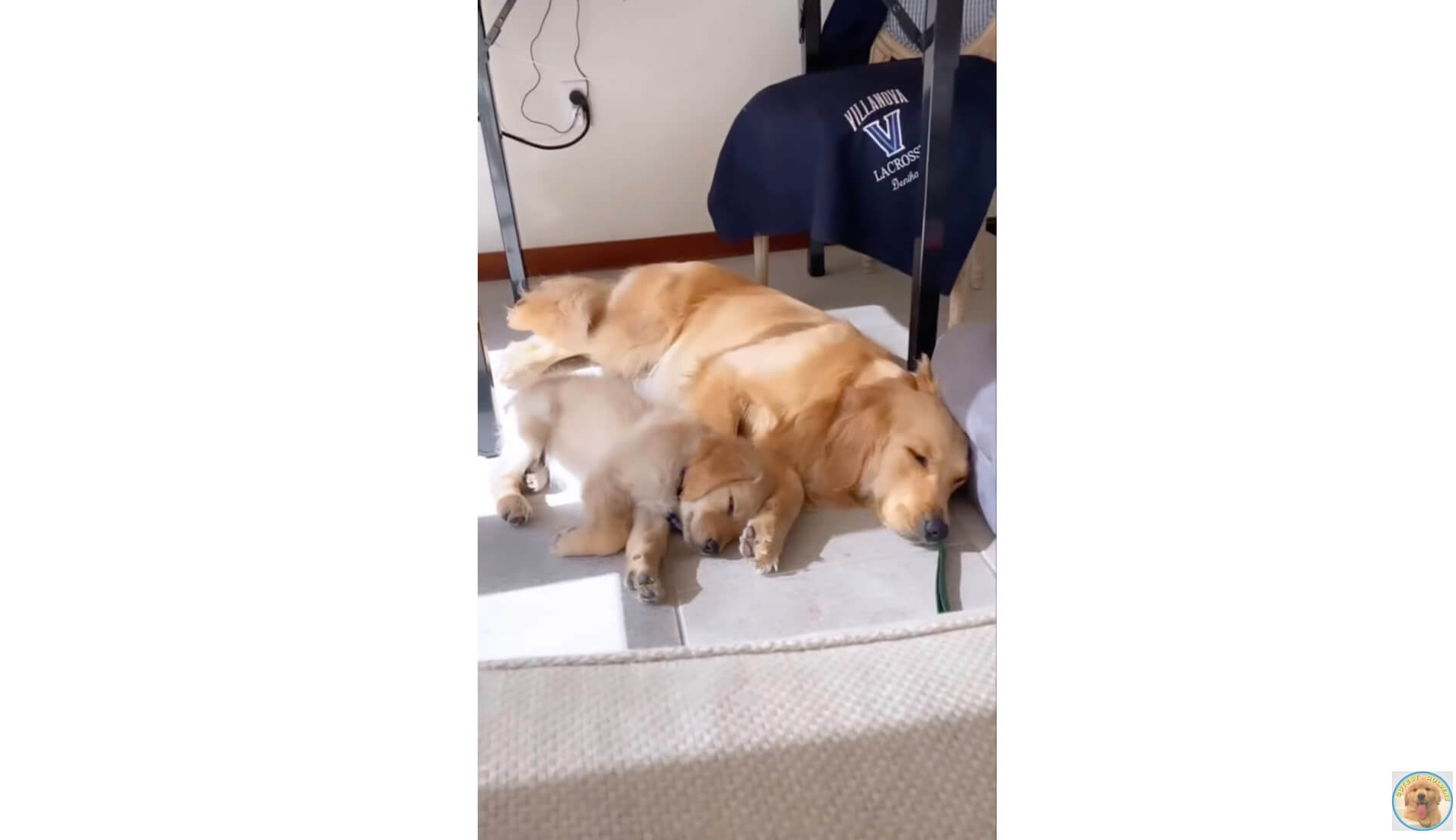 ゴールデンレトリーバー,動画