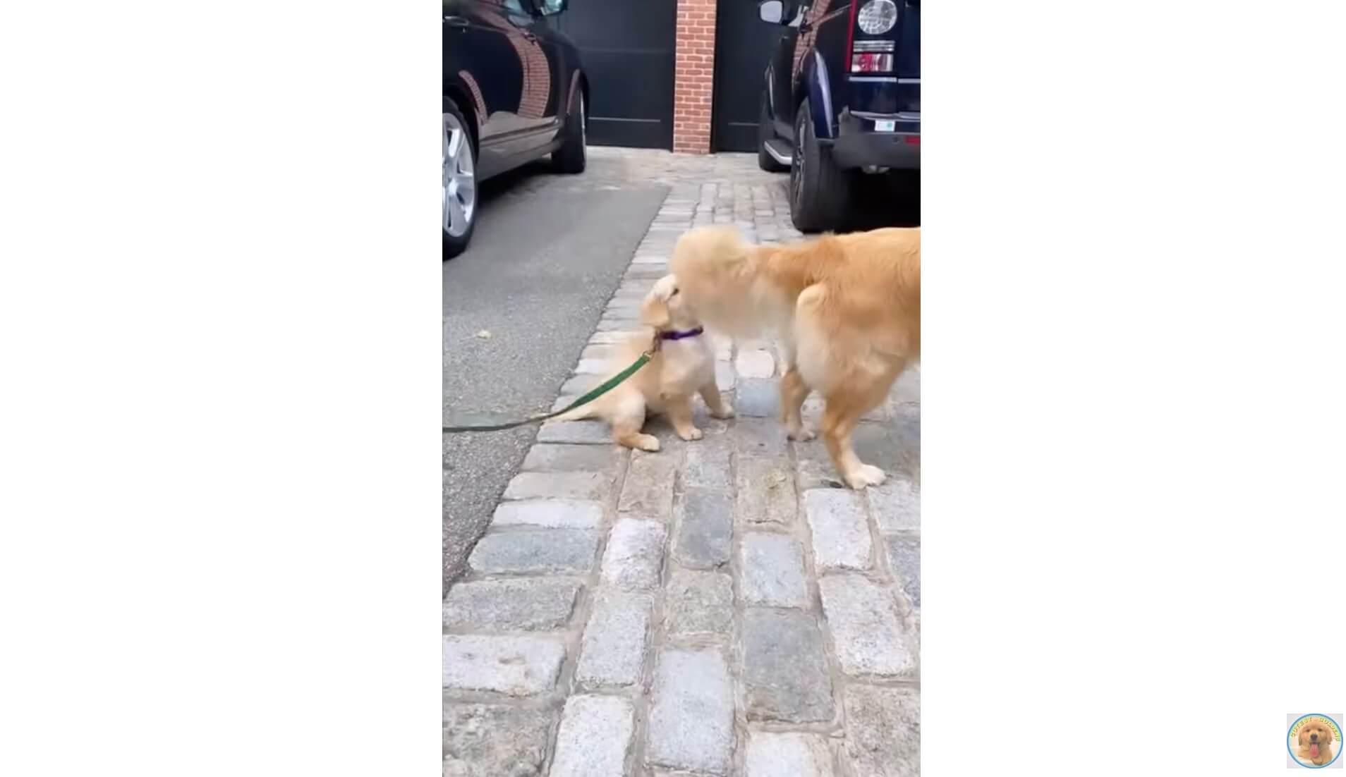 ゴールデンレトリーバー,動画