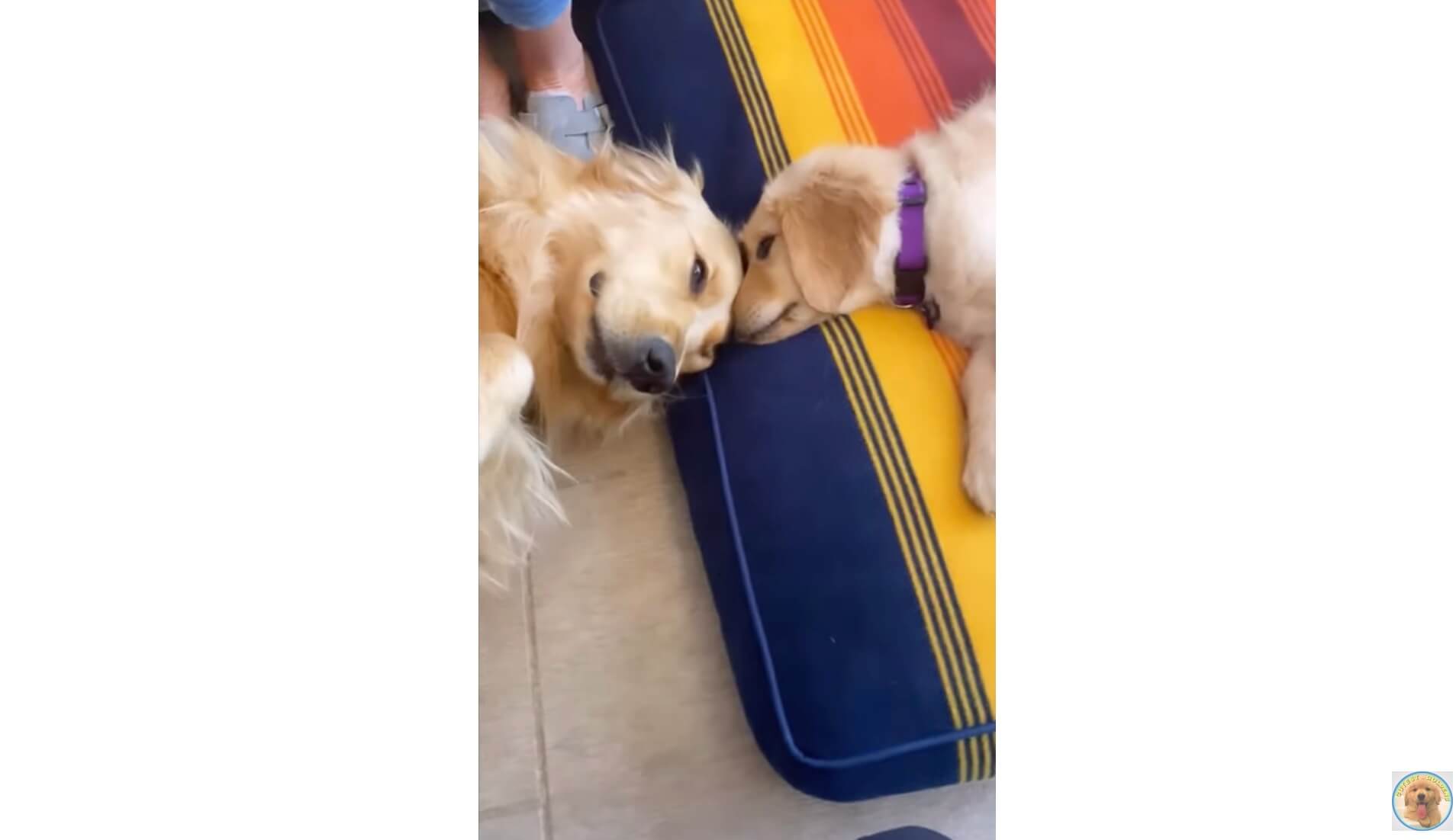 ゴールデンレトリーバー,動画